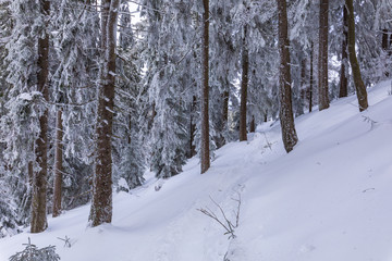 Beskid Zywiecki. Winter in Poland. Captured during trekking on the way to Rysianka, near Zabnica village. Snowy Winter Mountains.