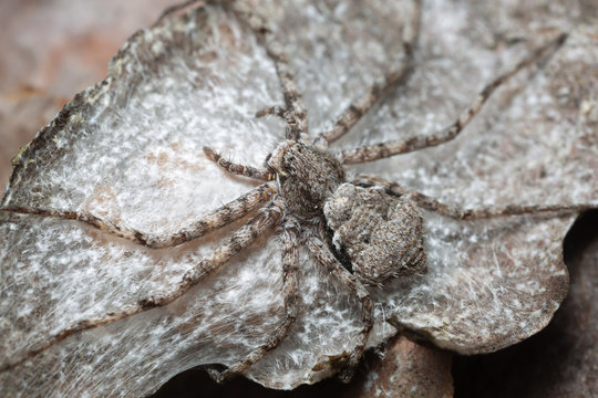 Running crab spider, Philodromus margaritatus on pine bark