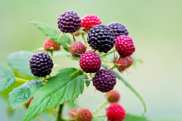 Black raspberries on the bushes during ripening on a blurred background_