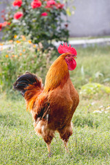 Brown rooster on farm in garden near red flowers_