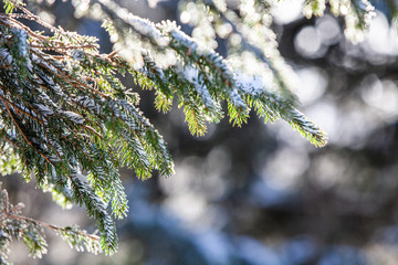 drzewo iglaste pokryte śniegiem © andsko