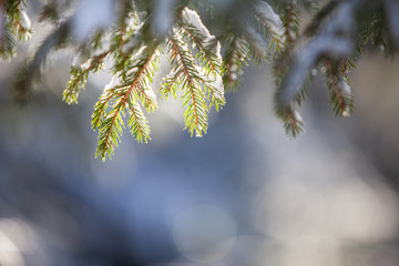 drzewo iglaste pokryte śniegiem - obrazy, fototapety, plakaty
