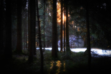 mystic forest landscape in winter near Sulzberg, Vorarlberg, Austria