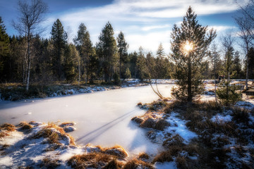Obraz premium mystic forest landscape in winter near Sulzberg, Vorarlberg, Austria