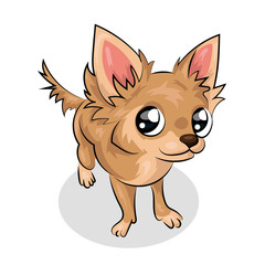 chihuahua dog isolated at the white background