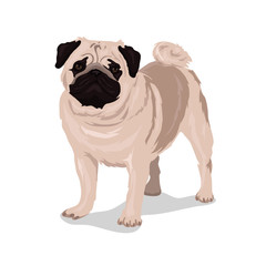 dog pug isolated at the white background