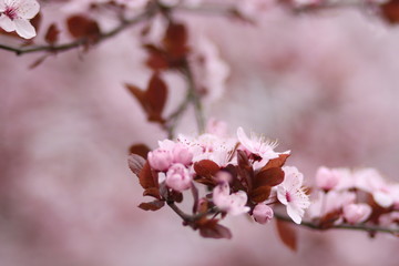 cherry blossom