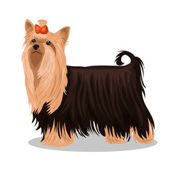 dog yorkshire terrier with red bow isolated at the white background