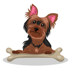 dog yorkshire terrier with bone isolated at the white background