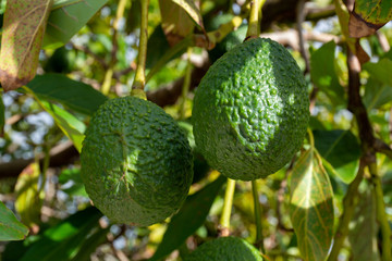 New harvest on avocado trees plantations on La Palma island, Canary islands, Spain