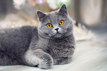 Cute fluffy cat resting, Scottish cat on blurred background, grey pet at home