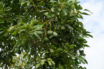 New harvest on avocado trees plantations on La Palma island, Canary islands, Spain