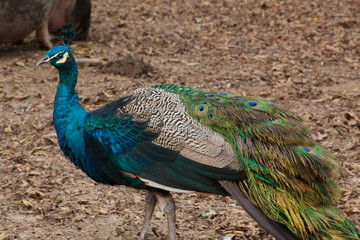 Fototapeta premium Peacock strutting his stuff