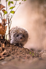 Süßes Headhog in Herbstfarben