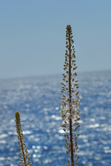 Drimia maritima is a species of plant in the Asparagaceae family