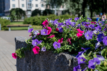 Colorful urban street flower bed with mixed pansies,petunias ,marigolds and other flowers in bloom adds color to the city garden landscape in late winter and spring.blooming pink and purple Petunia