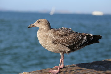 Eine Möwe sitzt gelassen am Meer
