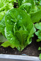 Romaine lettuce growing in garden