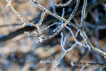 oblodzone i obśnieżone drzewo w zimowej scenerii © andsko