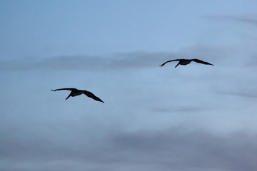 Birds flying over the water