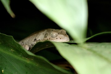 Cochilo a beira rio - Perereca - Pernilongo
