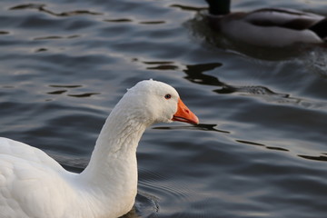 Obraz premium Goose at the nature reserve in Hazel Slade Staffordshire