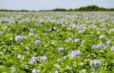 Potatoes plants with purple flowers in a field in brittany