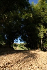 Bambu - Caminho Sombrio