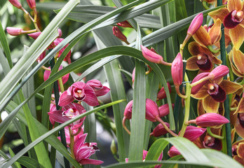 Cymbidium, boat orchids, is a genus of evergreen flowering plants in the orchid family Orchidaceae
