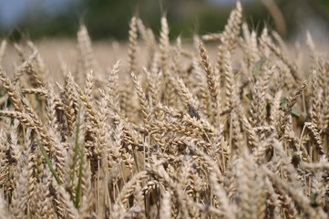 Obraz premium Champs de blé doré avant la moisson. Golden wheat fields before harvest.