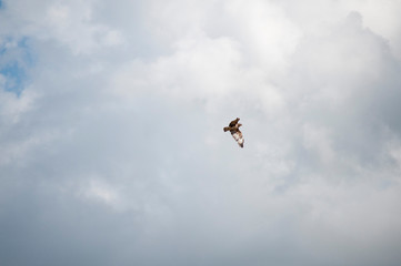 Fototapeta na wymiar France. Rapace, faucon, volant dans un ciel nuageux. Raptor, hawk, flying in a cloudy sky.