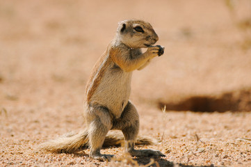 ground squirrels eating nut in Namibia