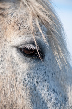 Cheval blanc en gros plan.  White horse close up.
