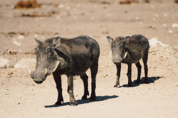 two warthogs walking in Namibia (Africa)