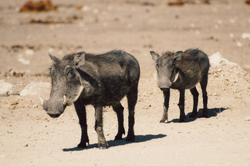 two warthogs walking in Namibia (Africa)