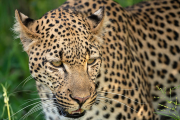 The only way a no-legged leopard could hurt you is if it fell out of a tree onto your head.