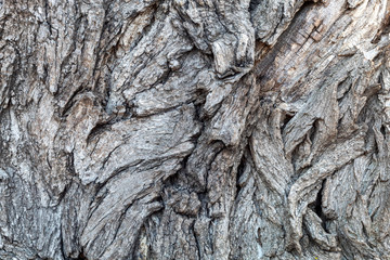 Close Up Tree Bark Texture