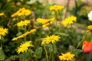 soft focus of beautiful yellow flowers on green grass in sunny garden