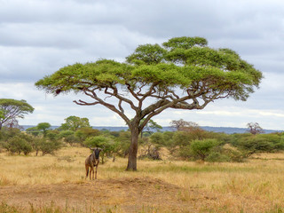 Wildebeests (Gnu) Landscape inside the Ngorongoro Conservation Area National Park Tanzania Africa