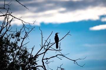 A solhouette of an exotic african bird, sitting on a tree near the zambezi river.