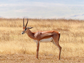 African Grant's gazelle Landscape inside the Ngorongoro Conservation Area National Park Tanzania Africa