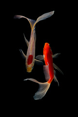 Japan Koi Carp in Koi Pond black background