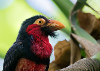 Bearded barbet (Lubius dubius) close up