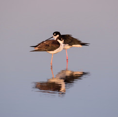The couple of black necked stilts reflecting in water in  the purple late sunset light, Galveston, Texas, USA