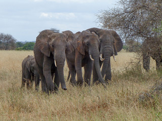 African bull elephant Landscape inside the Ngorongoro Conservation Area National Park Tanzania Africa