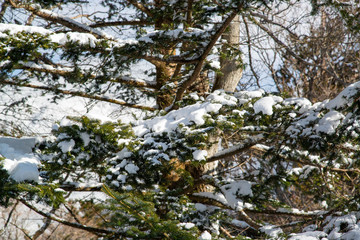 雪が積もったモミの木　クリスマスツリー