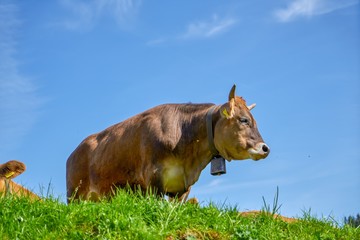 SUISSE-VIEW Photography