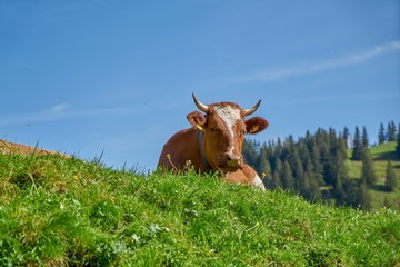 SUISSE-VIEW Photography