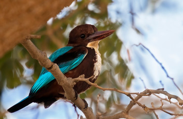 The white-throated kingfisher (Halcyon smyrnensis) perched on the tree branch, Beer Sheva, Israel