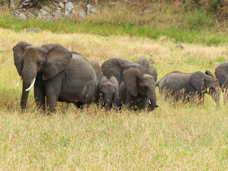Fototapeta premium African bull elephant Landscape inside the Ngorongoro Conservation Area National Park Tanzania Africa